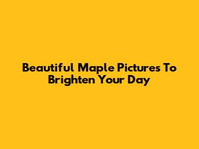 Beautiful Maple Pictures To Brighten Your Day