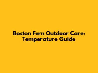 Boston Fern Outdoor Care: Temperature Guide