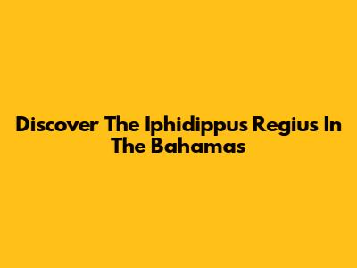 Discover The Iphidippus Regius In The Bahamas