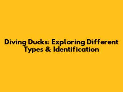 Diving Ducks: Exploring Different Types & Identification