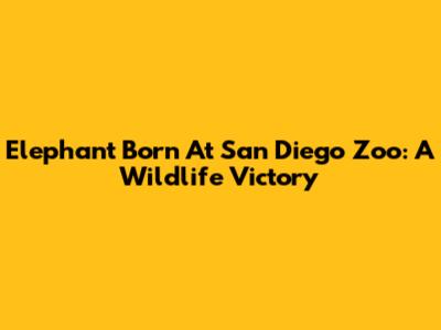 Elephant Born At San Diego Zoo: A Wildlife Victory