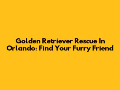Golden Retriever Rescue In Orlando: Find Your Furry Friend