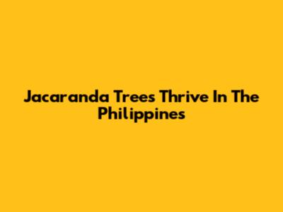 Jacaranda Trees Thrive In The Philippines