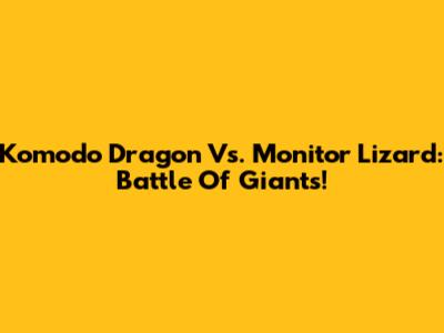 Komodo Dragon Vs. Monitor Lizard: Battle Of Giants!