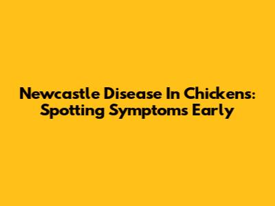 Newcastle Disease In Chickens: Spotting Symptoms Early