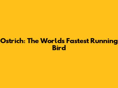 Ostrich: The World's Fastest Running Bird