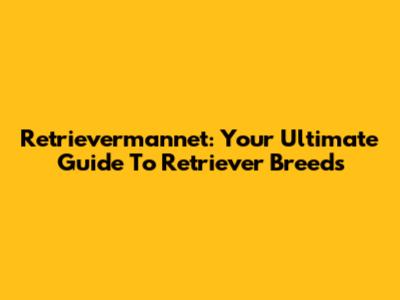Retrievermannet: Your Ultimate Guide To Retriever Breeds