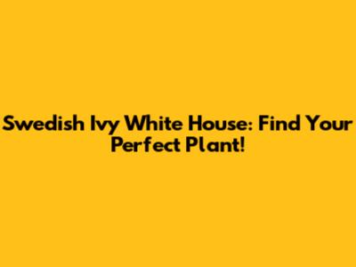 Swedish Ivy White House: Find Your Perfect Plant!