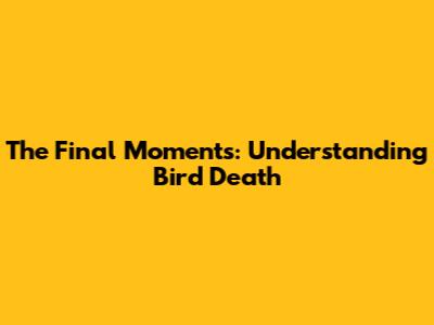 The Final Moments: Understanding Bird Death